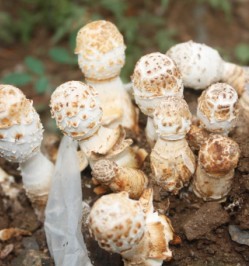 ����ˮ�弦�ȹ���ֲ